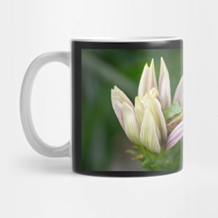 Dwarf Tree Frog, Maleny Queensland Mug